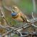 Bluethroat